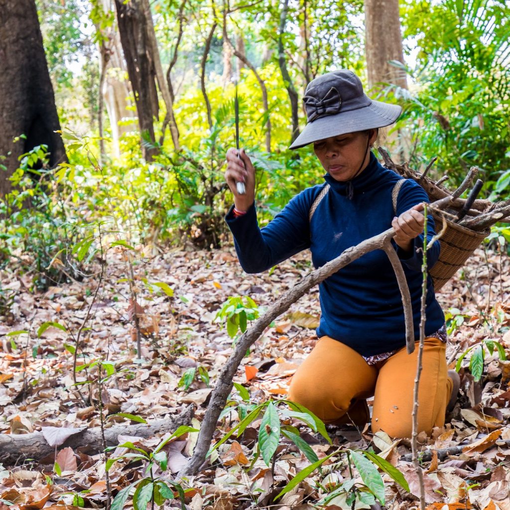 Woman collecting wood (c) Kouy Socheat, NTFP Cambodia IUCN NL